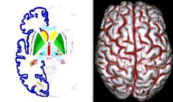 processing areas in the brain