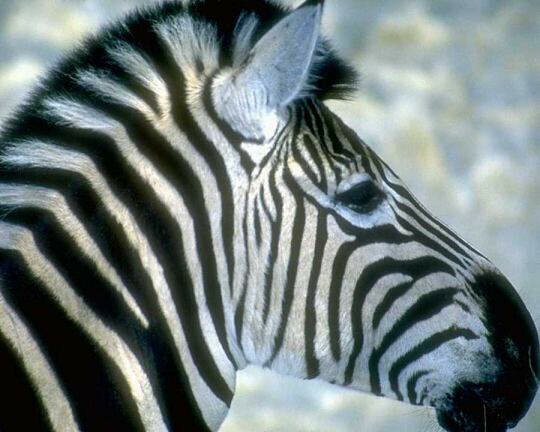 Close-up of a zebra head